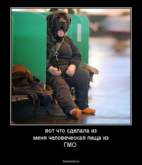 вот что сделала из меня  человеческая пища из ГМО