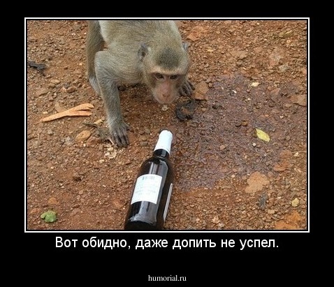 Вот обидно, даже допить не успел.