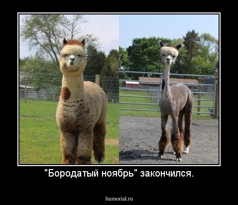 "Бородатый ноябрь" закончился.