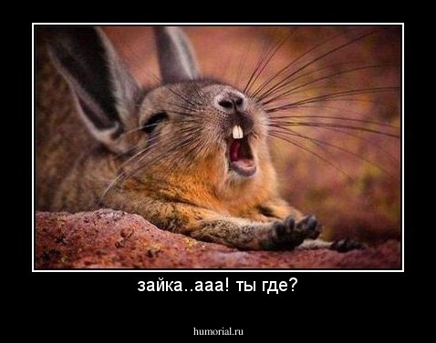 зайка..ааа! ты где?