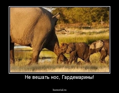 Не вешать нос, Гардемарины!