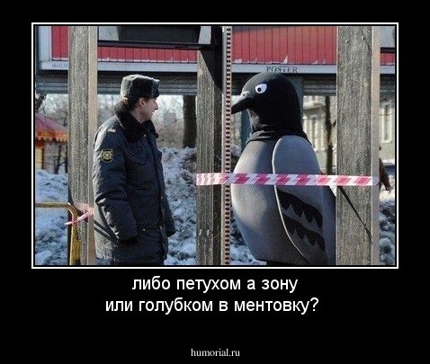 либо петухом а зону или голубком в ментовку?