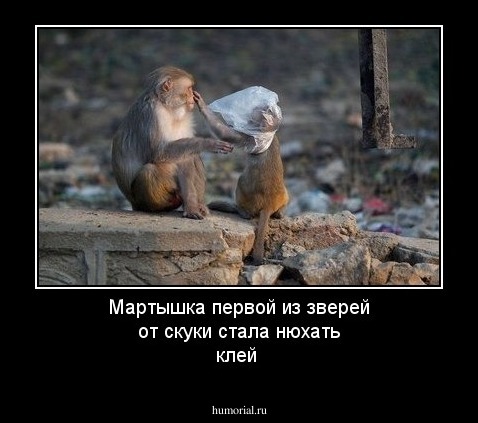 Мартышка первой из зверей от скуки стала нюхать клей