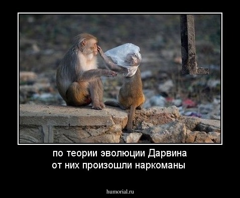 по теории эволюции Дарвина  от них произошли наркоманы
