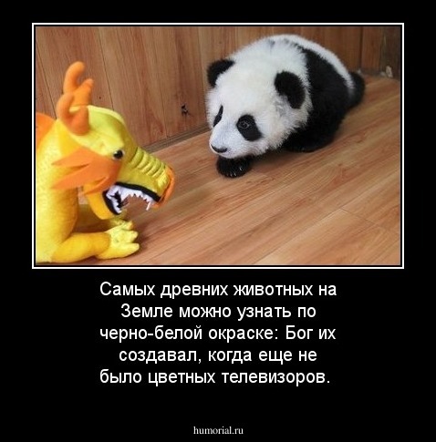 Самых древних животных на Земле можно узнать по черно-белой окраске: Бог их создавал, когда еще не было цветных телевизоров. 