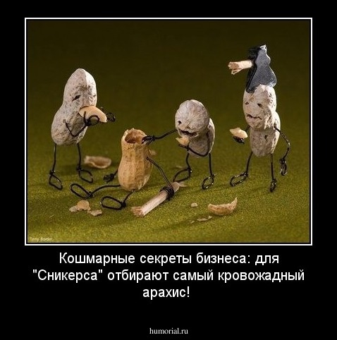 Кошмарные секреты бизнеса: для "Сникерса" отбирают самый кровожадный арахис!