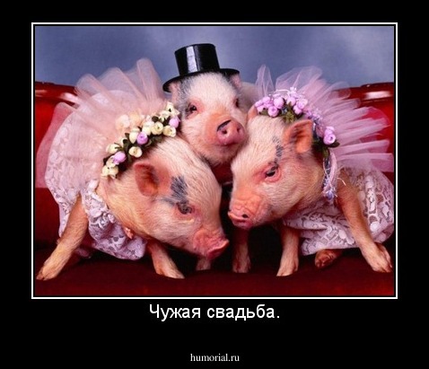 Чужая свадьба.