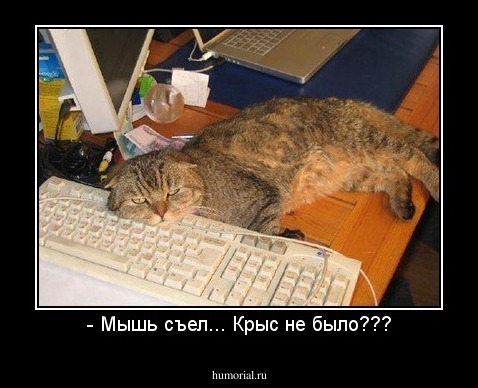 - Мышь съел... Крыс не было???
