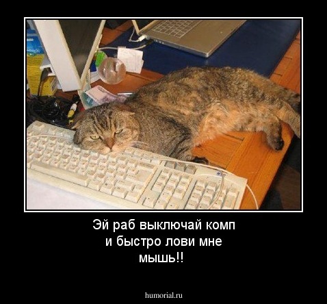 Эй раб выключай комп и быстро лови мне мышь!!