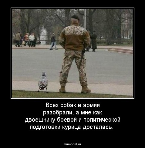 Всех собак в армии разобрали, а мне как двоешнику боевой и политической подготовки курица досталась.