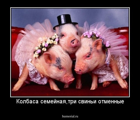 Колбаса семейная,три свиньи отменные
