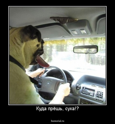 Куда прёшь, сука!?