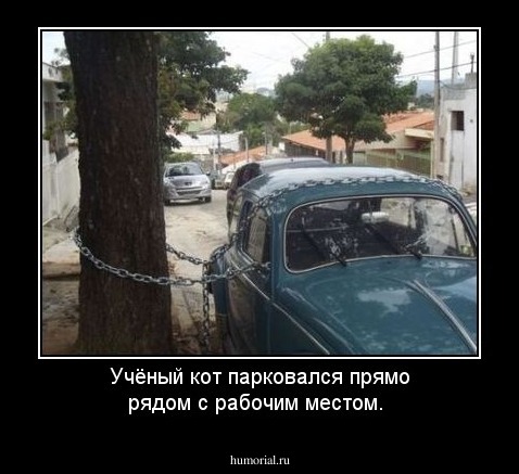 Учёный кот парковался прямо рядом с рабочим местом.
