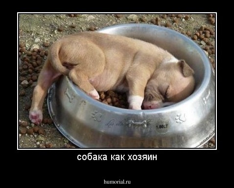 собака как хозяин