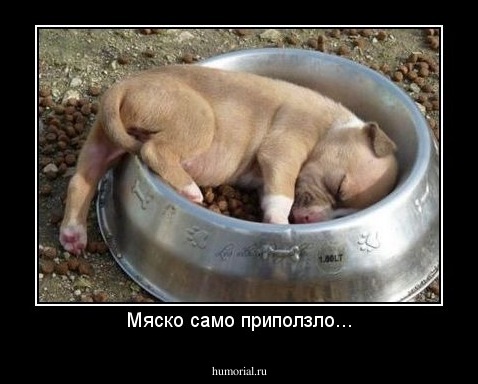 Мяско само приползло...