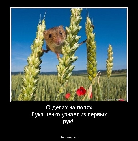 О делах на полях Лукашенко узнает из первых рук!