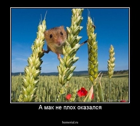 А мак не плох оказался