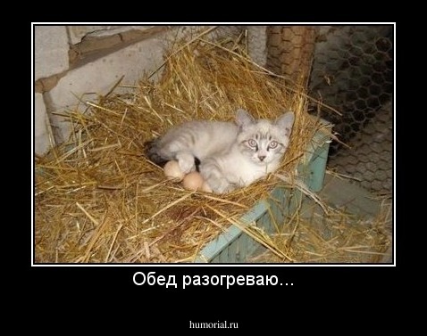 Обед разогреваю...