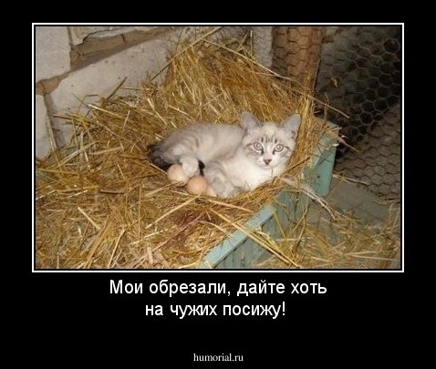 Мои обрезали, дайте хоть на чужих посижу!