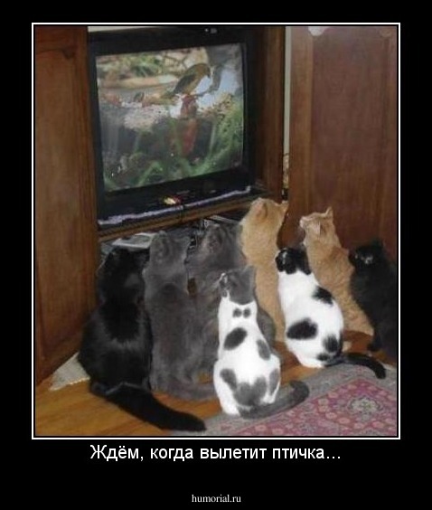 Ждём, когда вылетит птичка...