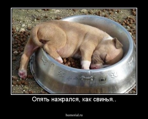 Опять нажрался, как свинья..
