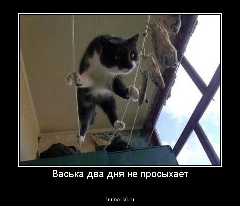Васька два дня не просыхает