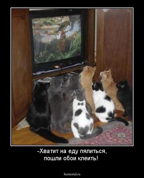 -Хватит на еду пялиться, пошли обои клеить!
