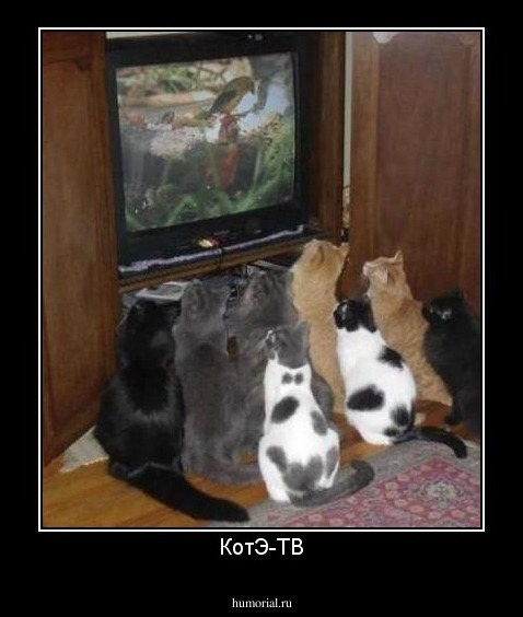 КотЭ-ТВ
