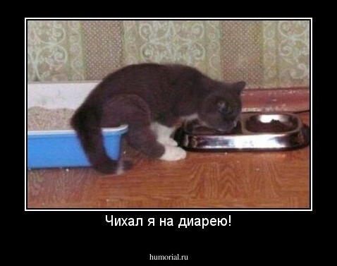 Чихал я на диарею!