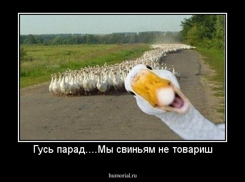 Гусь парад....Мы свиньям не товариш