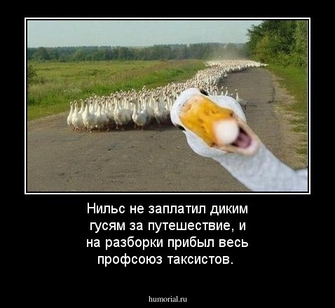 Нильс не заплатил диким гусям за путешествие, и на разборки прибыл весь профсоюз таксистов. 
