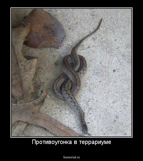 Противоугонка в террариуме