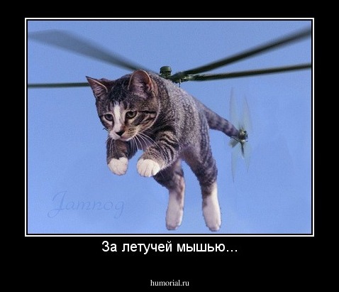 За летучей мышью...