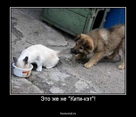 Это же не "Кити-кэт"!