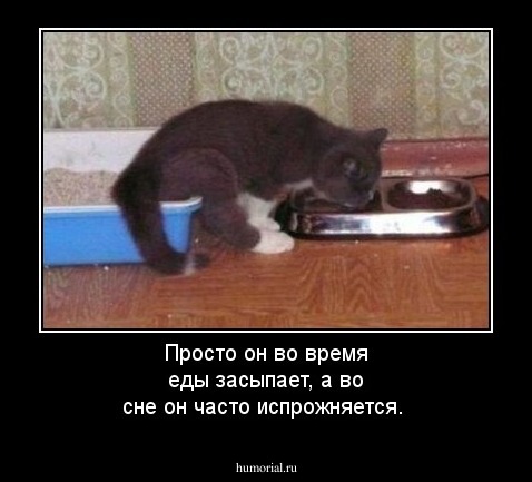 Просто он во время еды засыпает, а во сне он часто испрожняется.