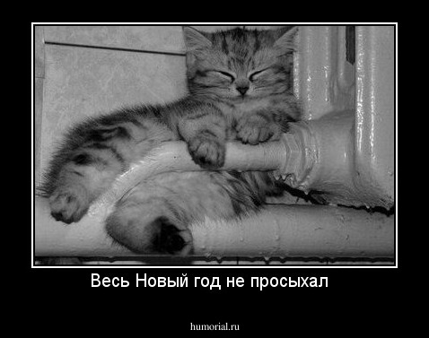 Весь Новый год не просыхал  