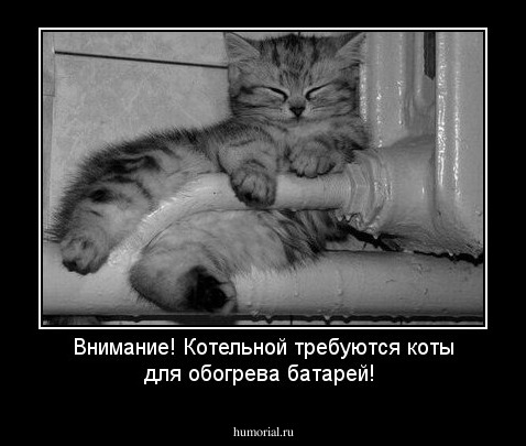 Внимание! Котельной требуются коты для обогрева батарей!