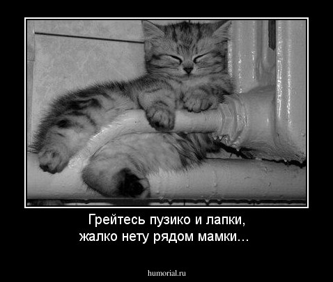 Грейтесь пузико и лапки, жалко нету рядом  мамки...