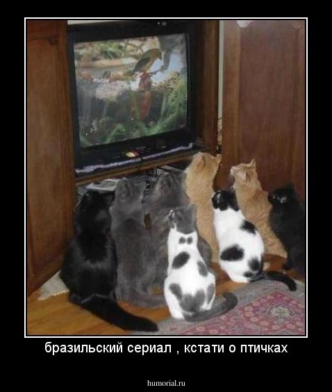 бразильский сериал , кстати о птичках