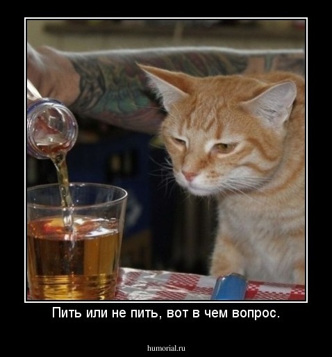 Пить или не пить, вот в чем вопрос.