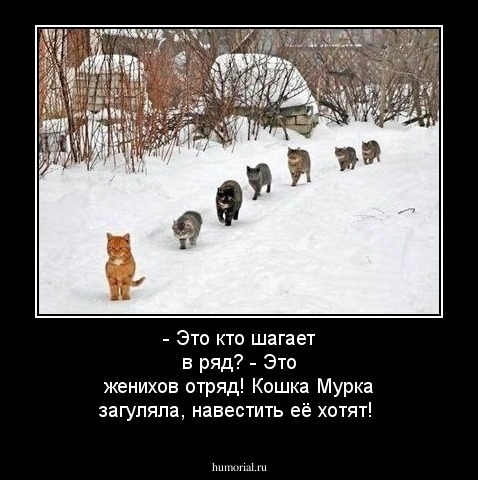 - Это кто шагает в ряд? 
- Это женихов отряд! Кошка Мурка загуляла, навестить её хотят!