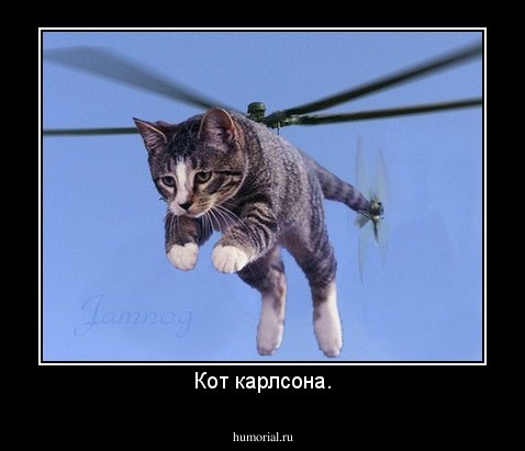 Кот карлсона.
