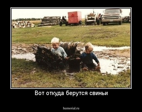 Вот откуда берутся свиньи