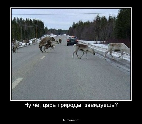Ну чё, царь природы, завидуешь?