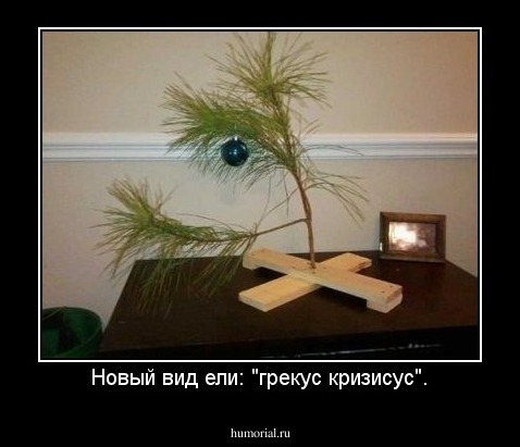 Новый вид ели: "грекус кризисус".