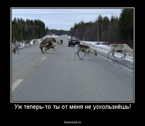 Уж теперь-то ты от меня не ускользнёшь!