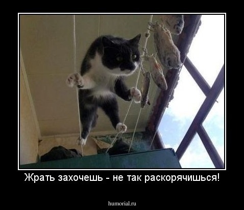 Жрать захочешь - не так раскорячишься!