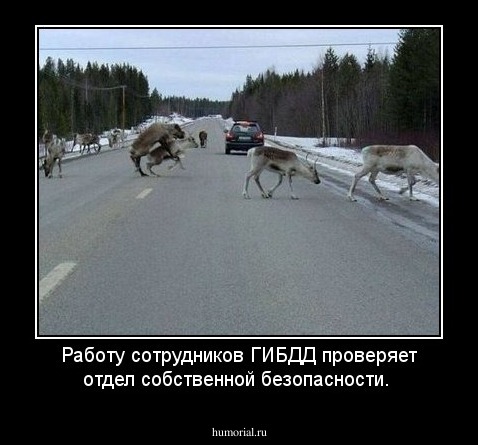 Работу сотрудников ГИБДД проверяет отдел собственной безопасности.