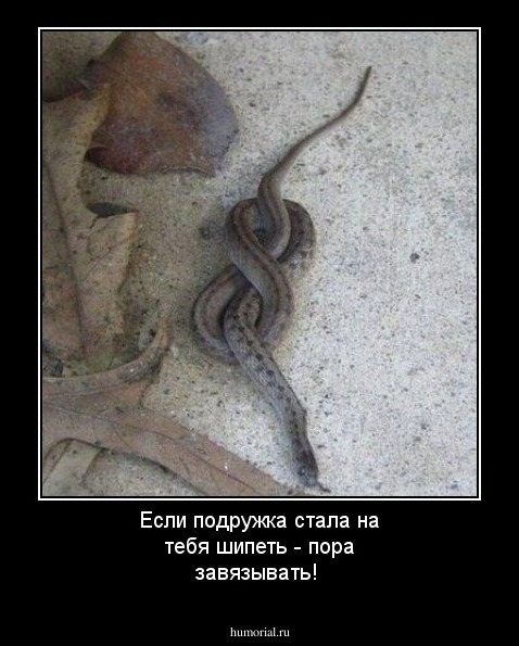 Если подружка стала на тебя шипеть - пора завязывать!