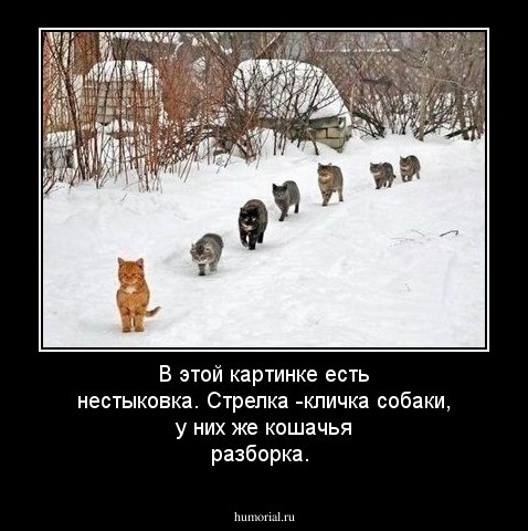 В этой картинке есть нестыковка. Стрелка -кличка собаки, у них же кошачья разборка.